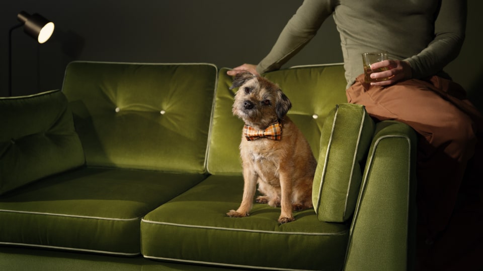 Sofology sofa cleaning discount
