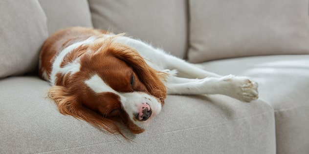 Pet friendly sofas