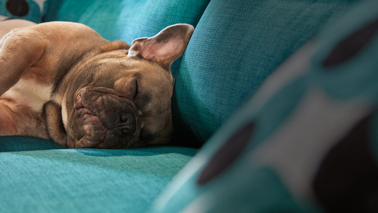 Dog sleeping on sofa