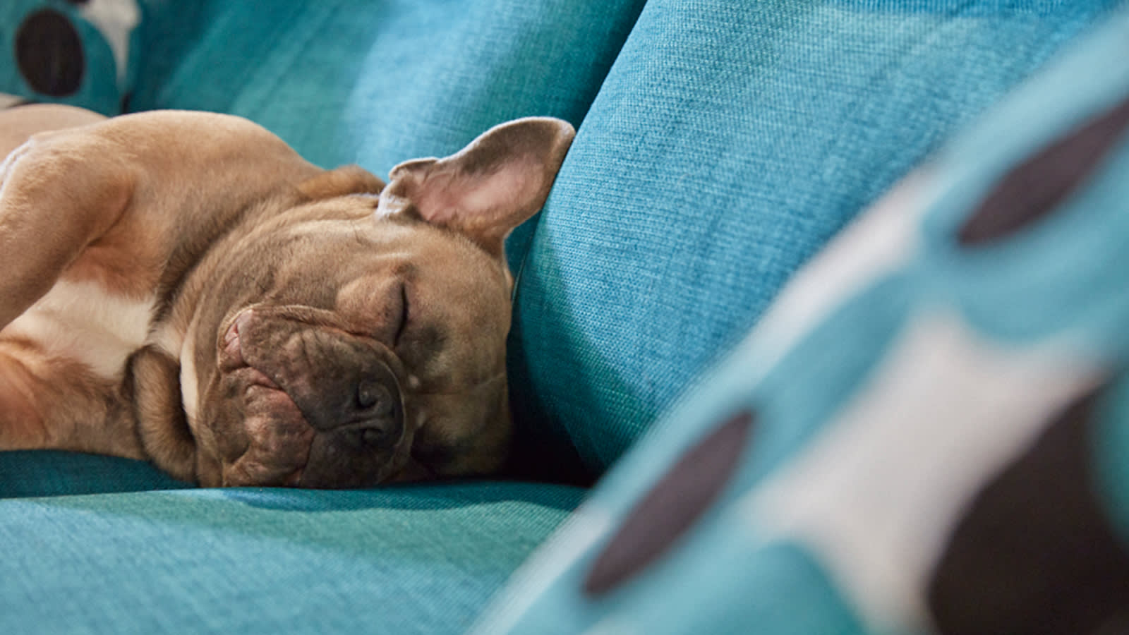 Dog sleeping on sofa
