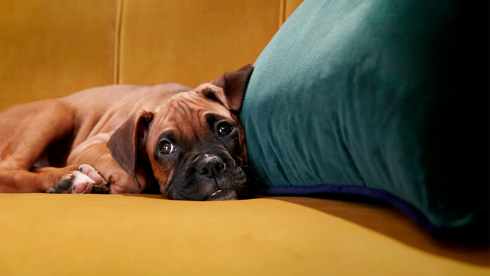 Puppy relaxing on a yellow Perle fabric sofa