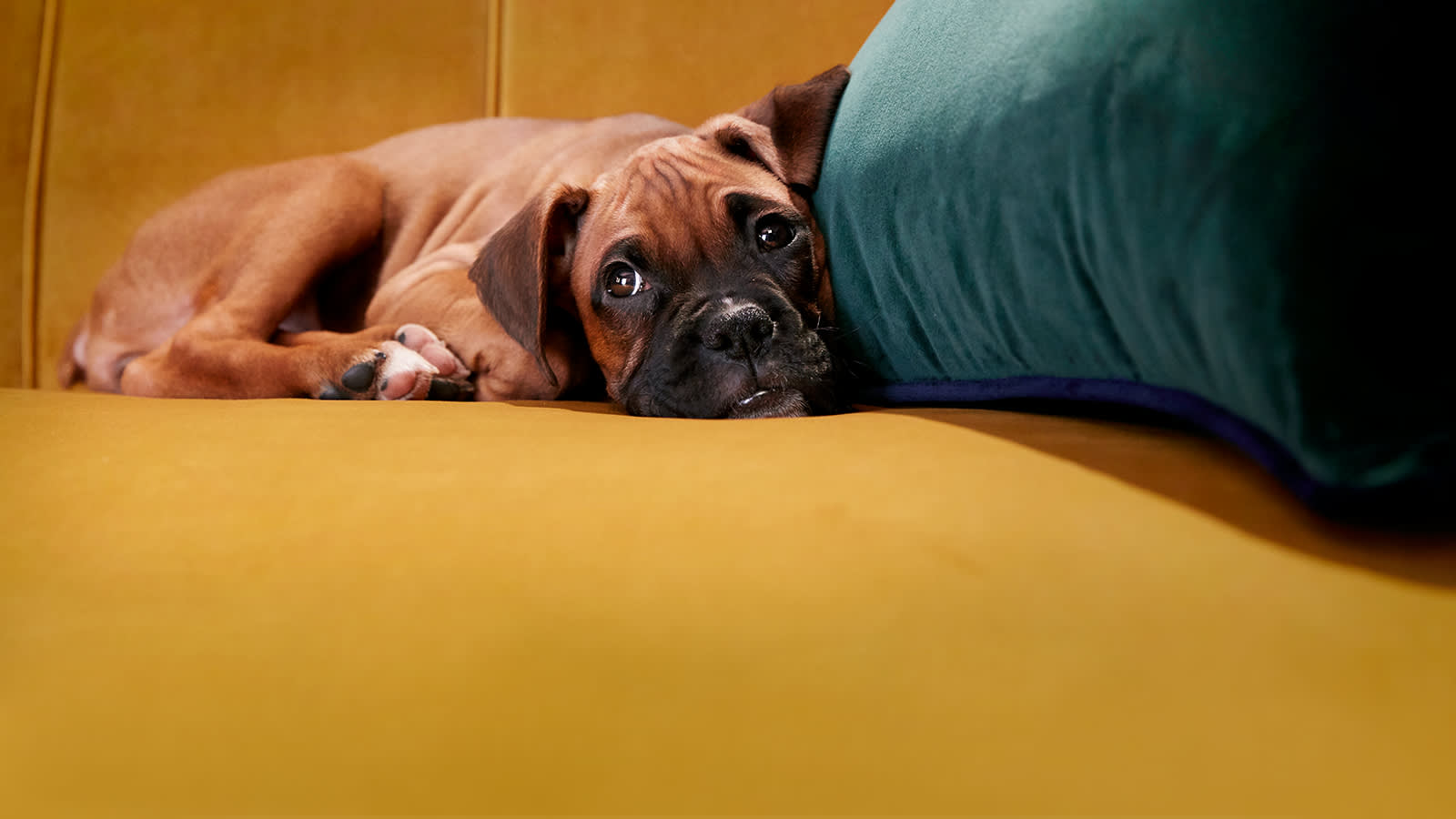 Puppy relaxing on a yellow Perle fabric sofa