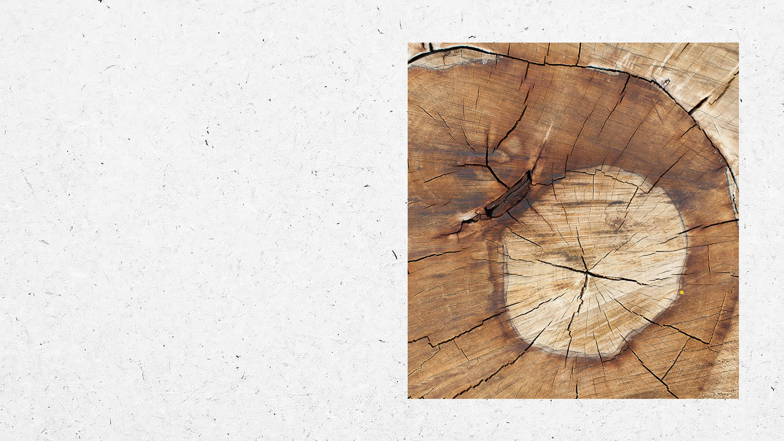 Sofology Timber Policy