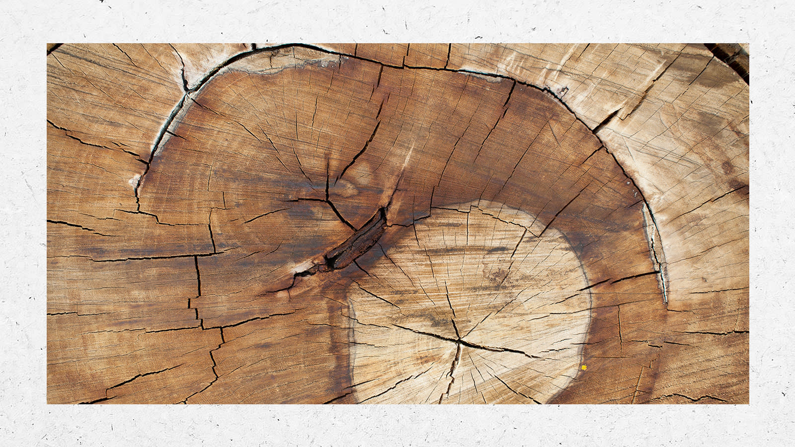 Cross section of a tree trunk