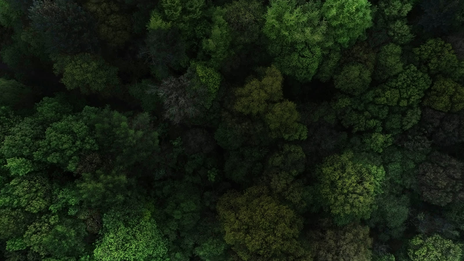 An overhead view of a forest