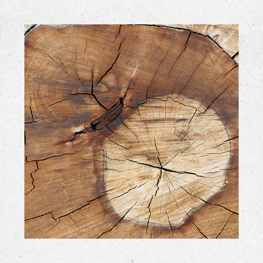 Cross section of a tree trunk
