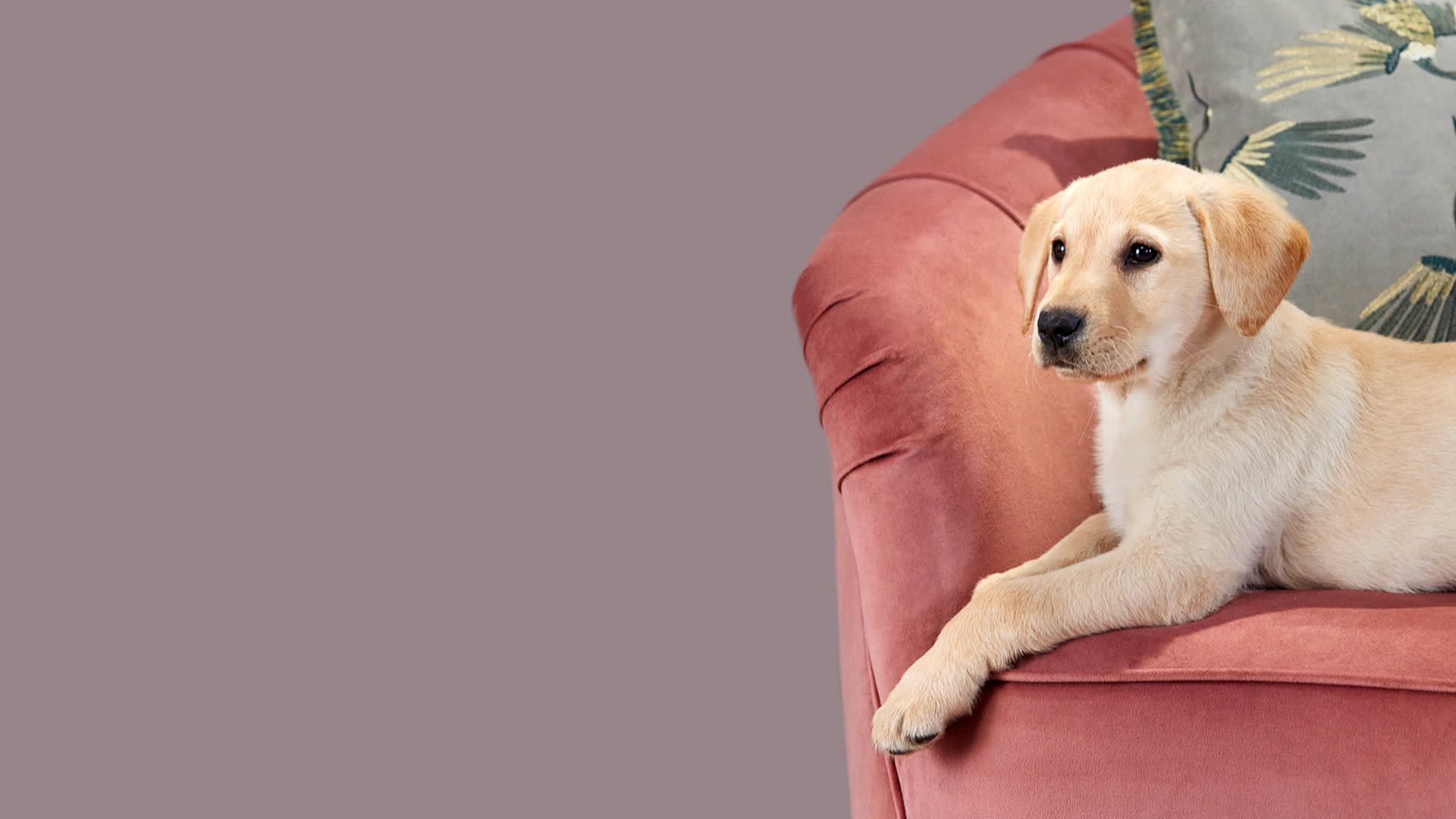 Sofology Dog friendly stores