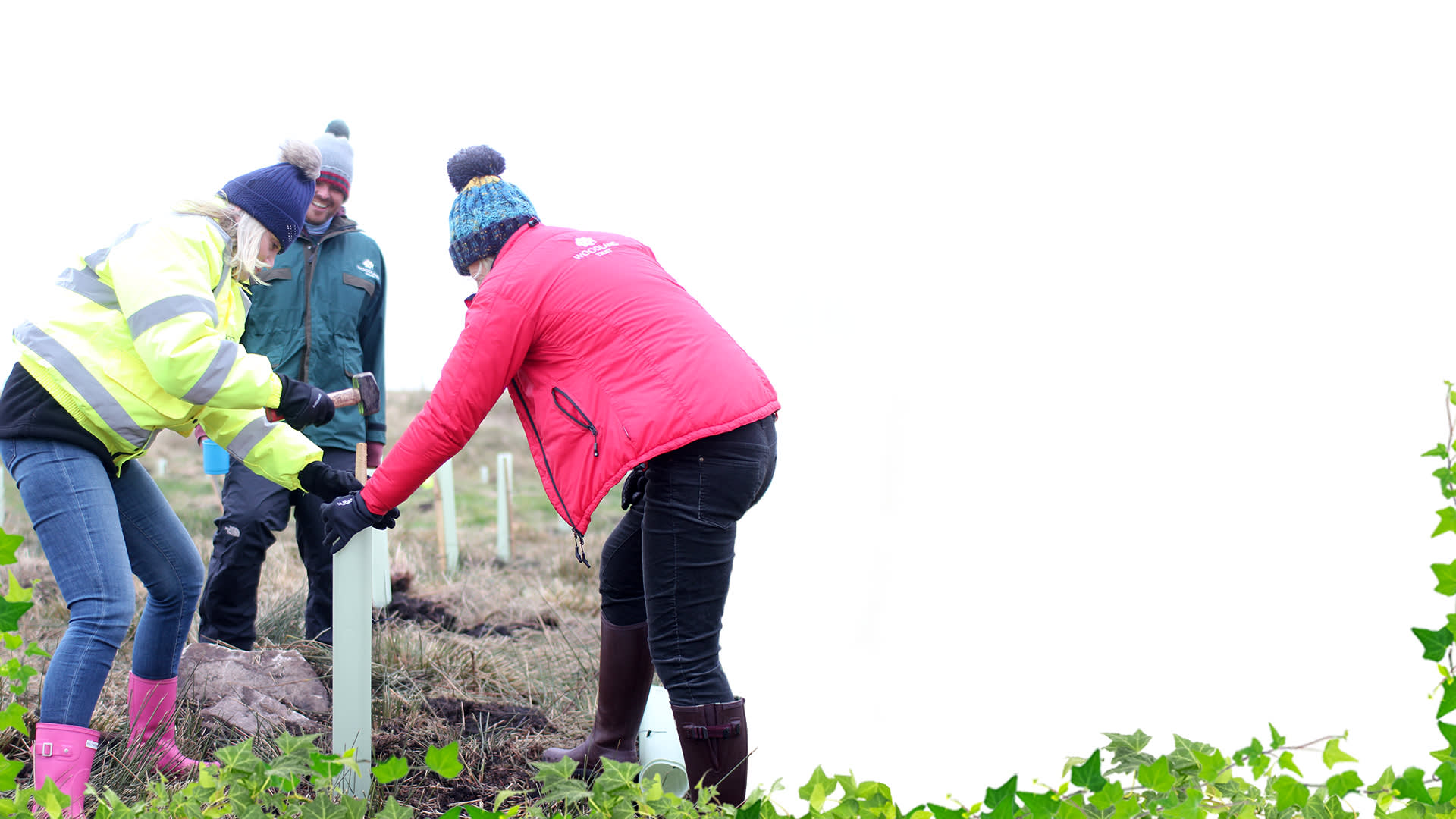 Sofology tree planting