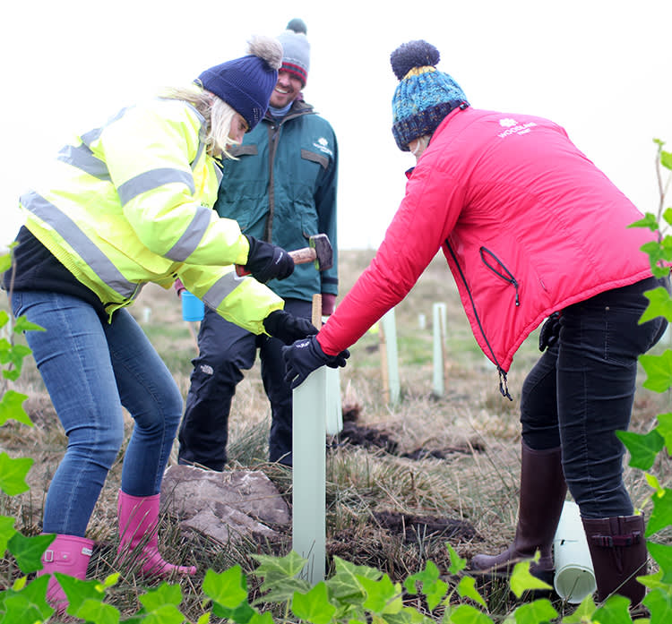Tree planting