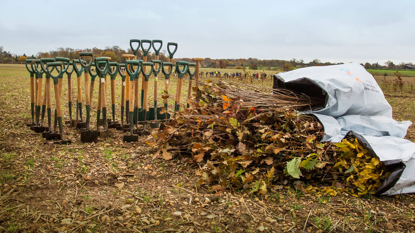 Tree planting