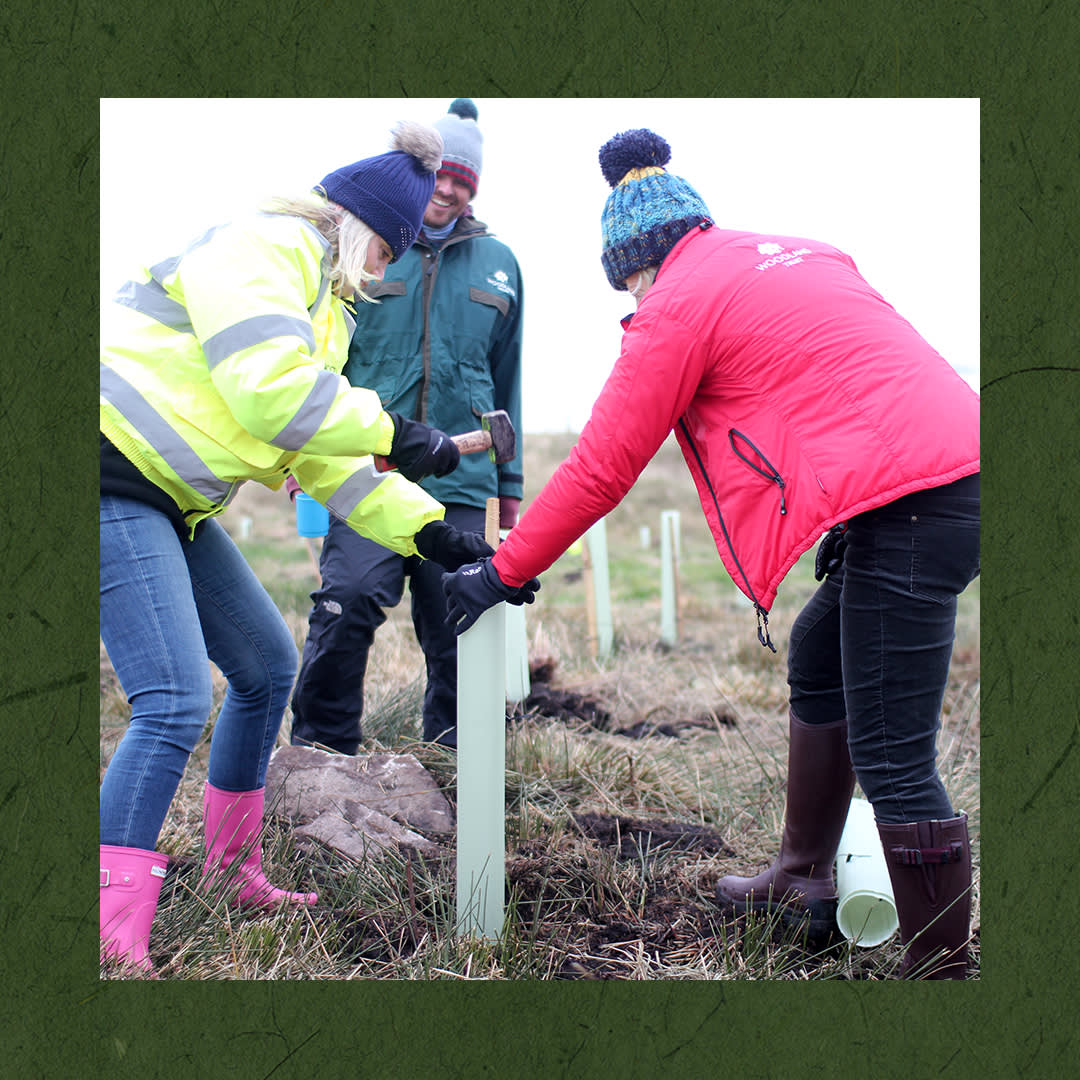 Sofology Tree Planting