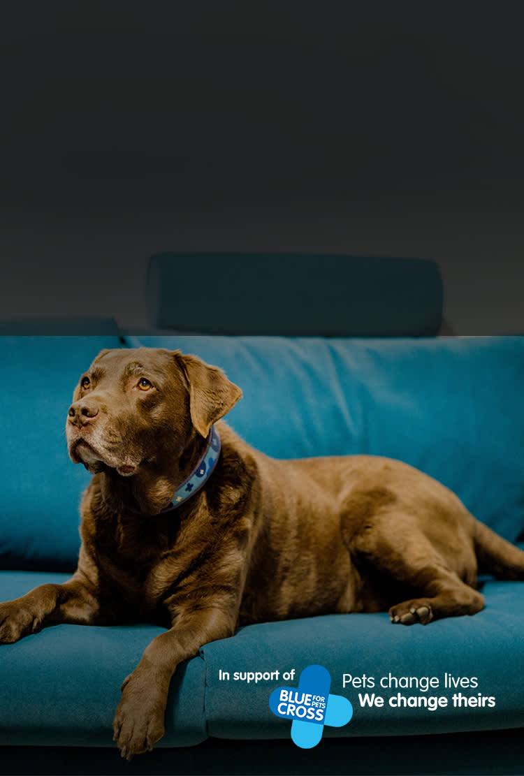 BlueCross £5 Donation with Sofology