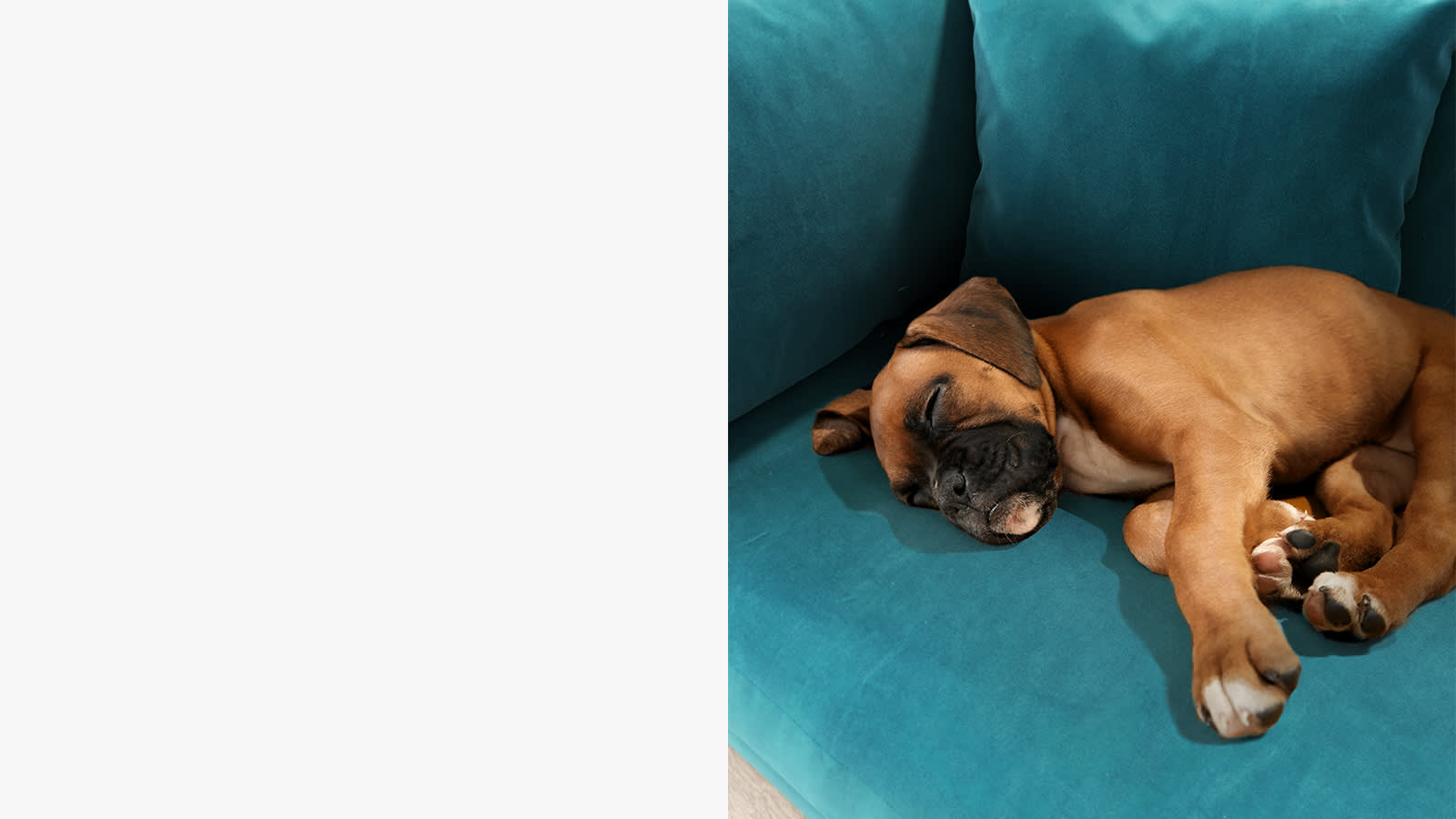 About pet friendly fabric