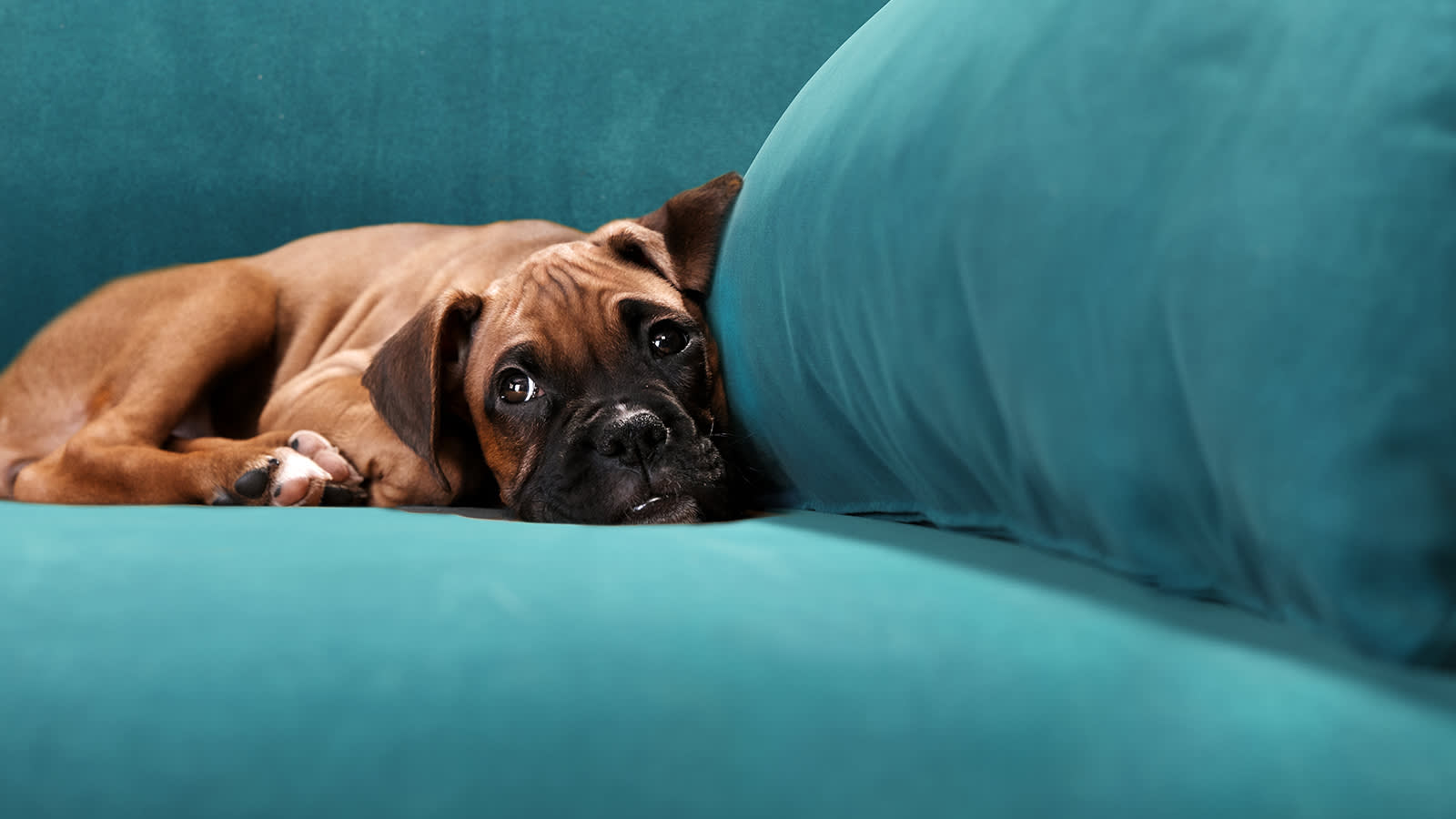 a-buying-guide-for-pet-friendly-sofas-sofology