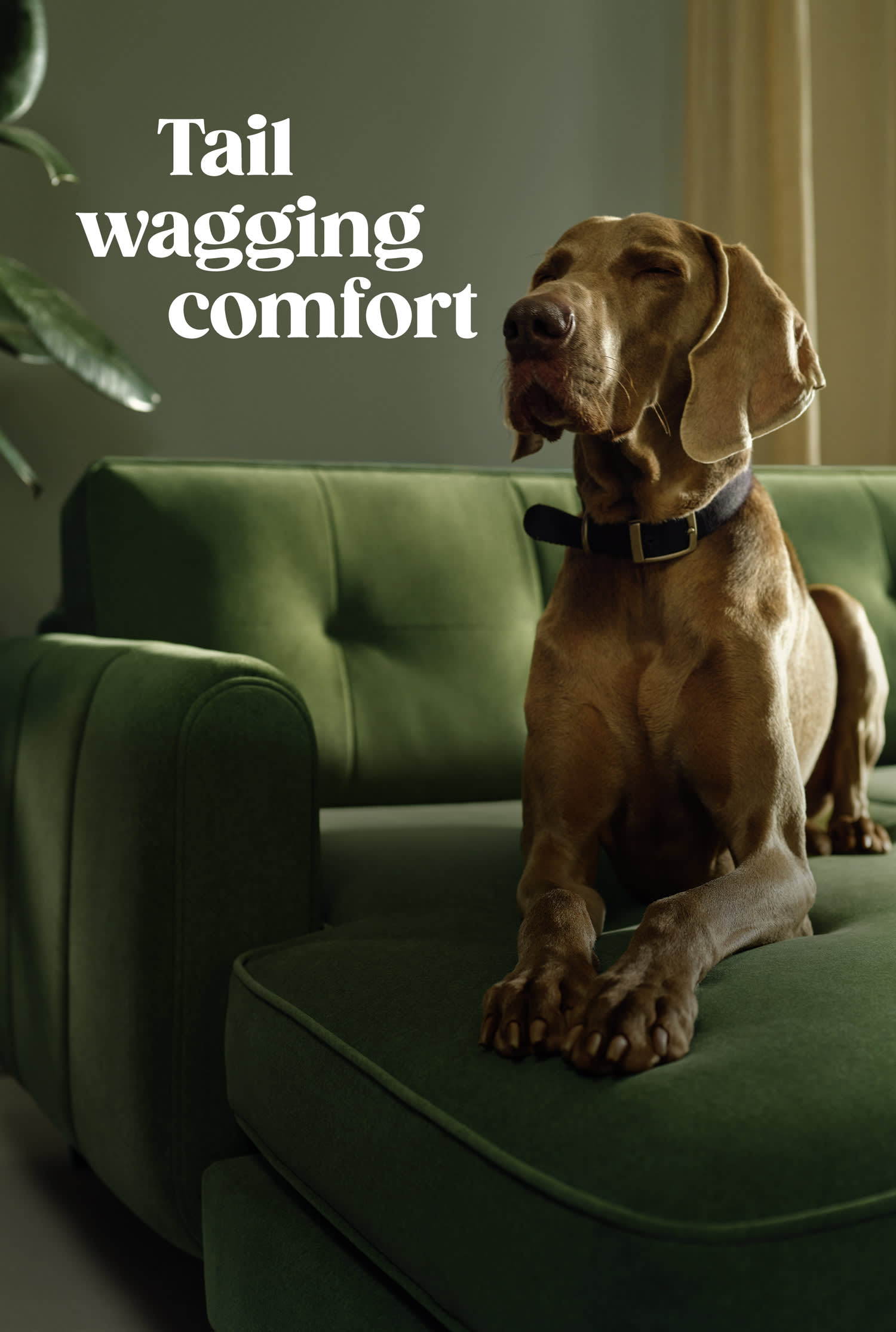 Pet friendly fabric sofas