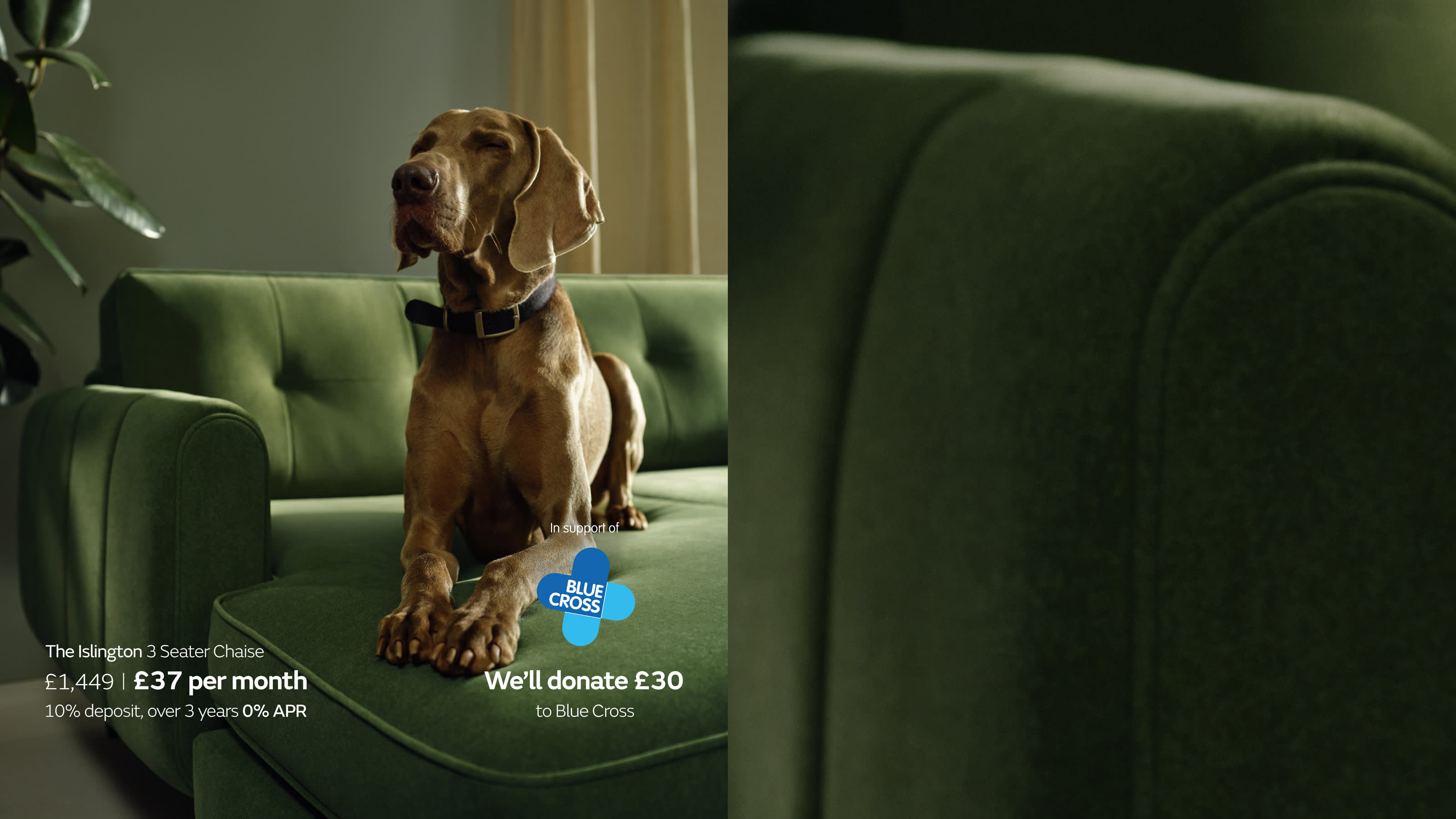 Pet friendly fabric sofas