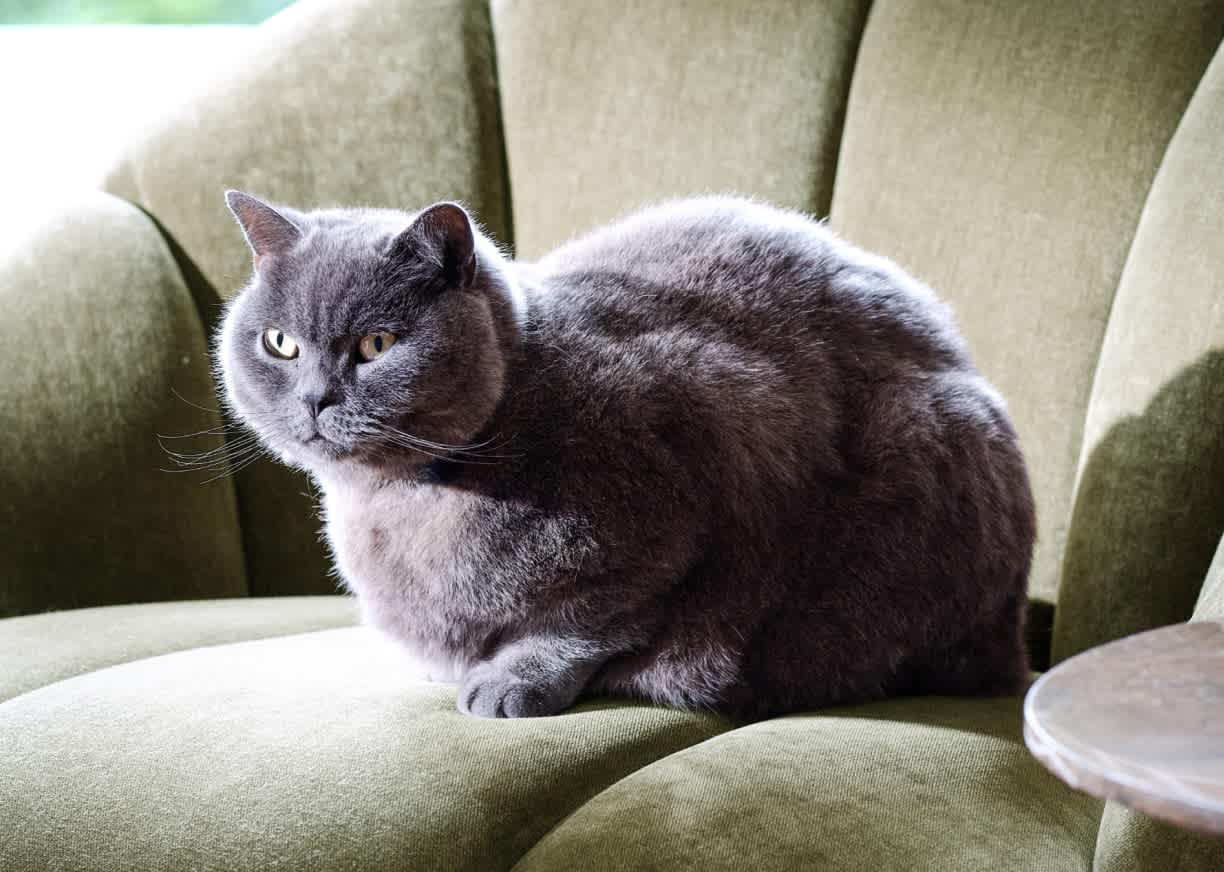 Grey cat sitting on a green sofa