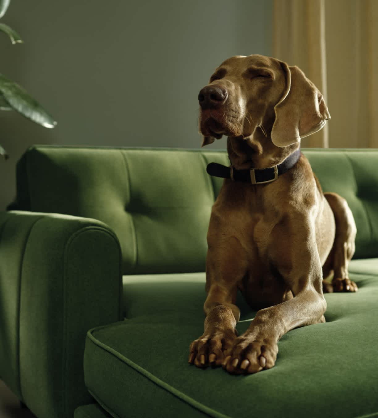 Brown dog sitting on a green sofa