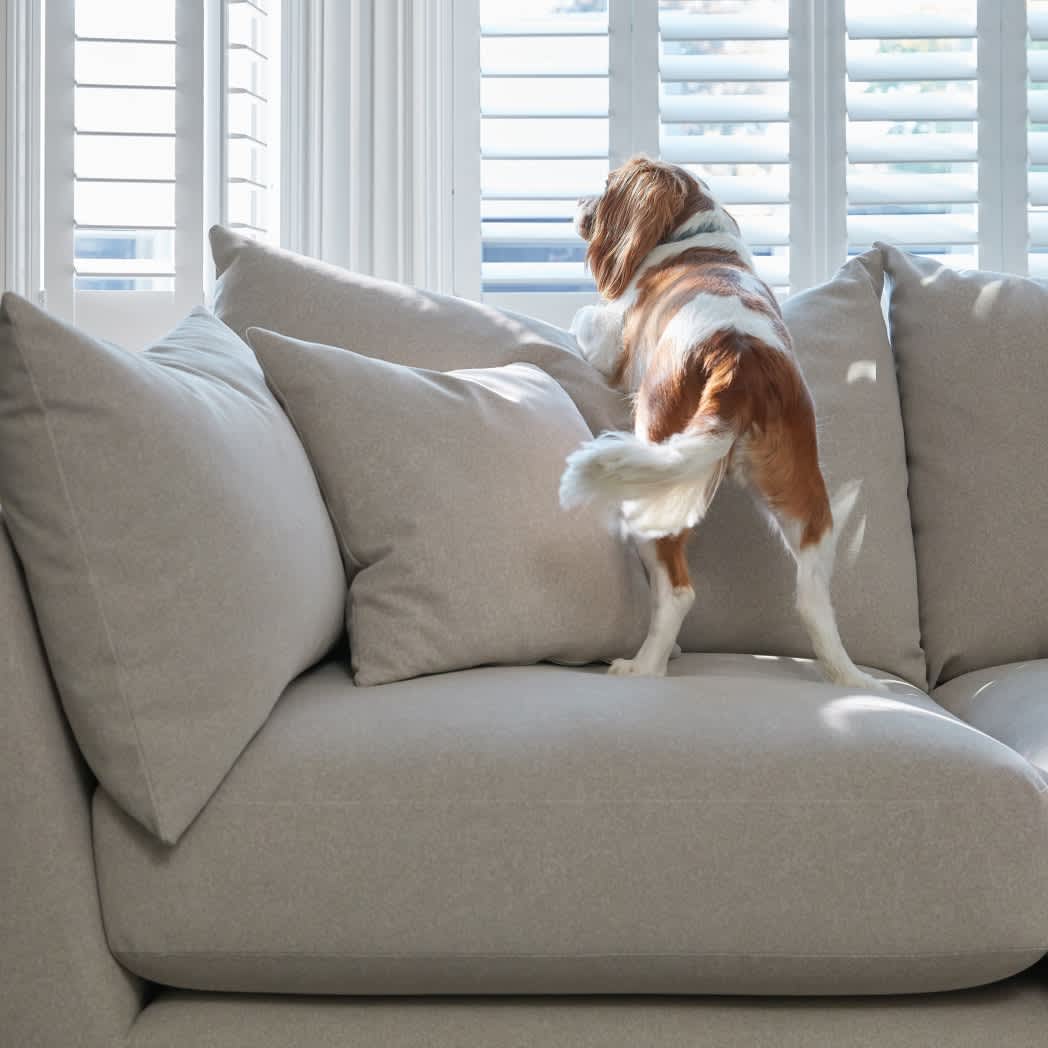 dog on a sofa