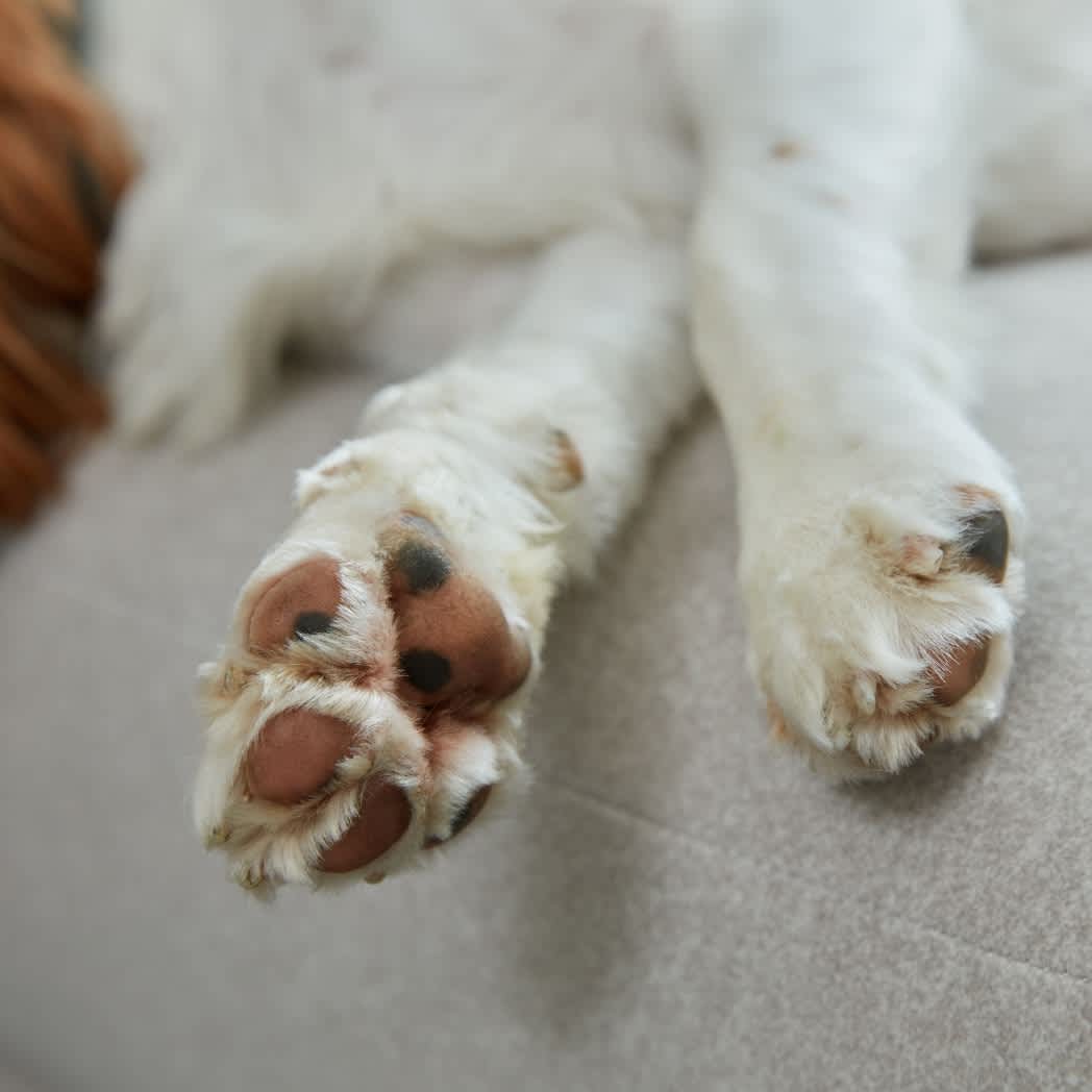 Dog paws