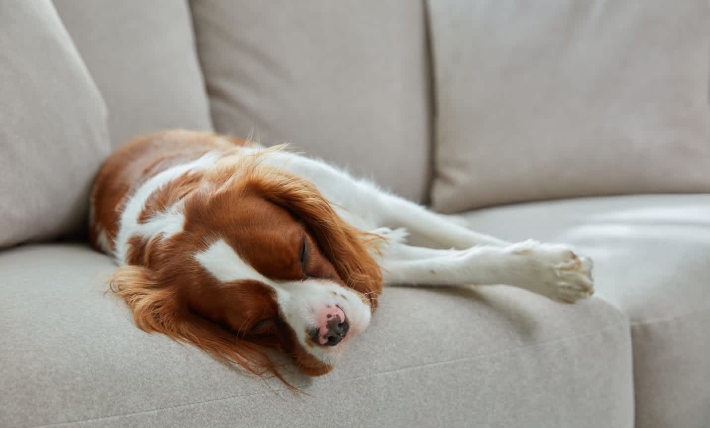 Pet-friendly fabrics