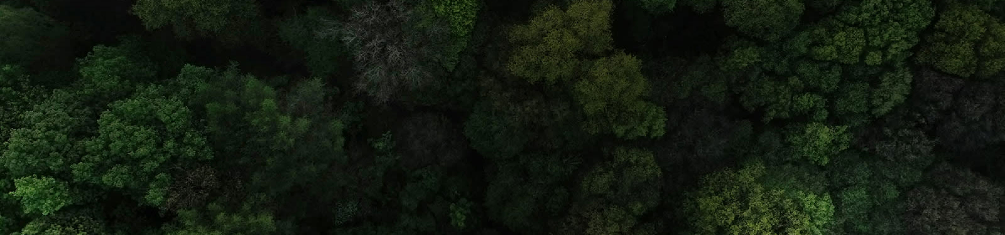 It all started with Green Friday