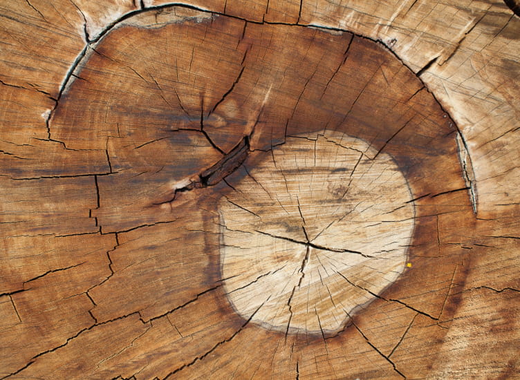 Sustainable timber sourcing