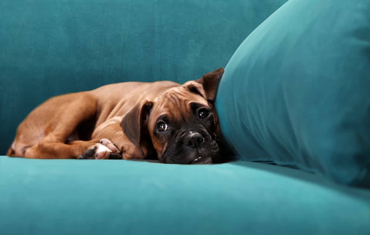 Small brown dog lying on a blue sofa