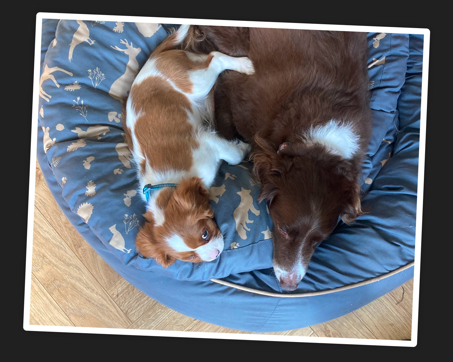 Pawternity leave: a valuable benefit