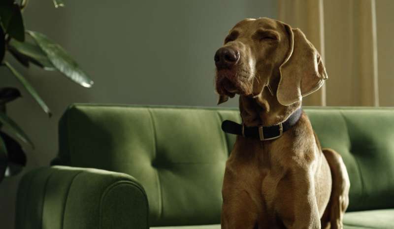 Sofa shield peace of mind