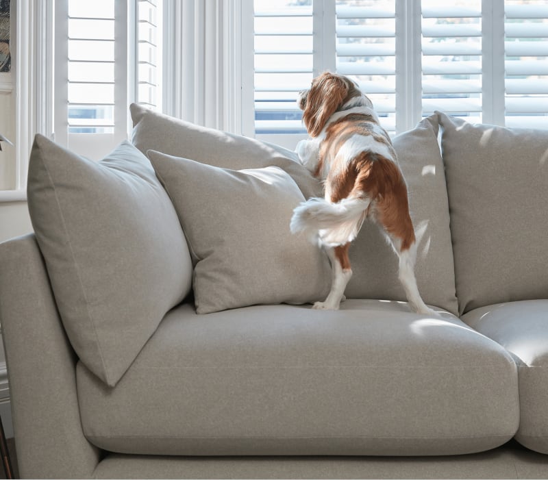 Dog sleeping on sofa